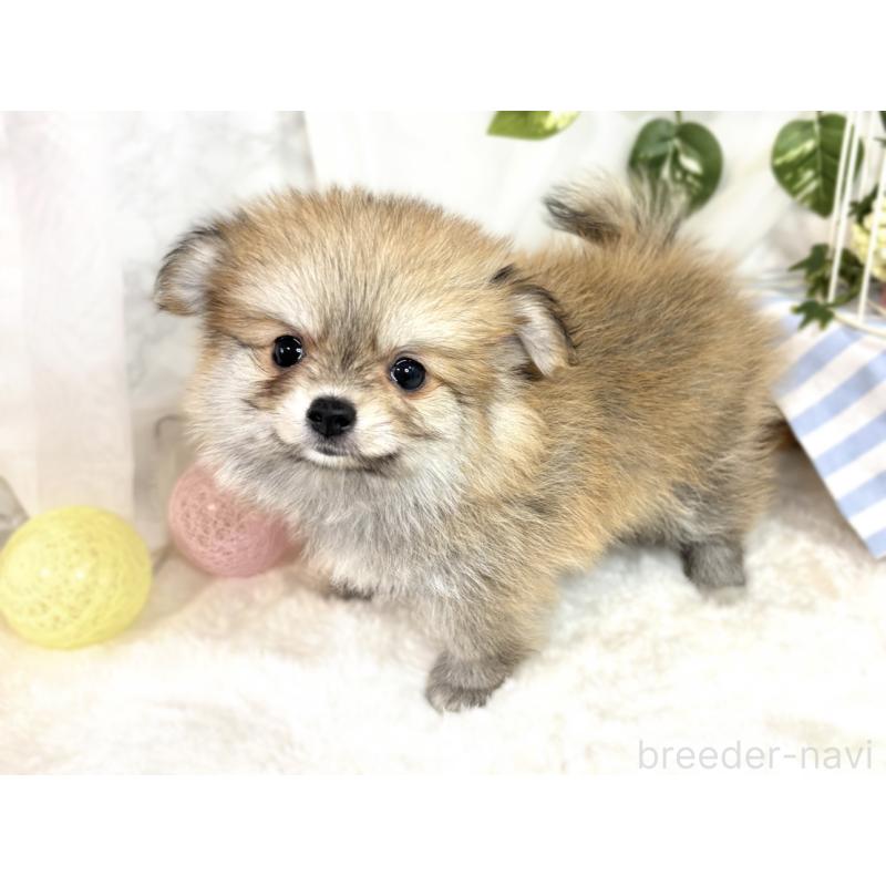 成約済の滋賀県のポメチワ:ポメラニアン×チワワ-408999の3枚目